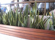 Kwikfynd Indoor Planting
wandown
