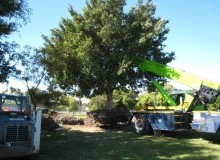 Kwikfynd Tree Management Services
wandown