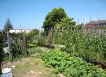Kwikfynd Vegetable Gardens
wandown